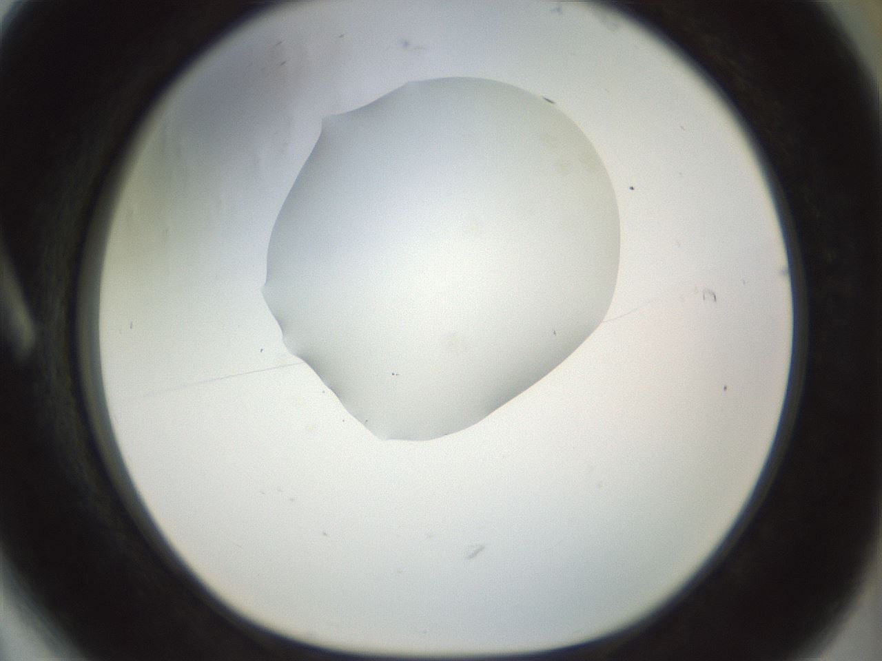 folderID156_plateID1156_batchID3128_wellNum6_profileID1_d1_r63593_ef.jpg