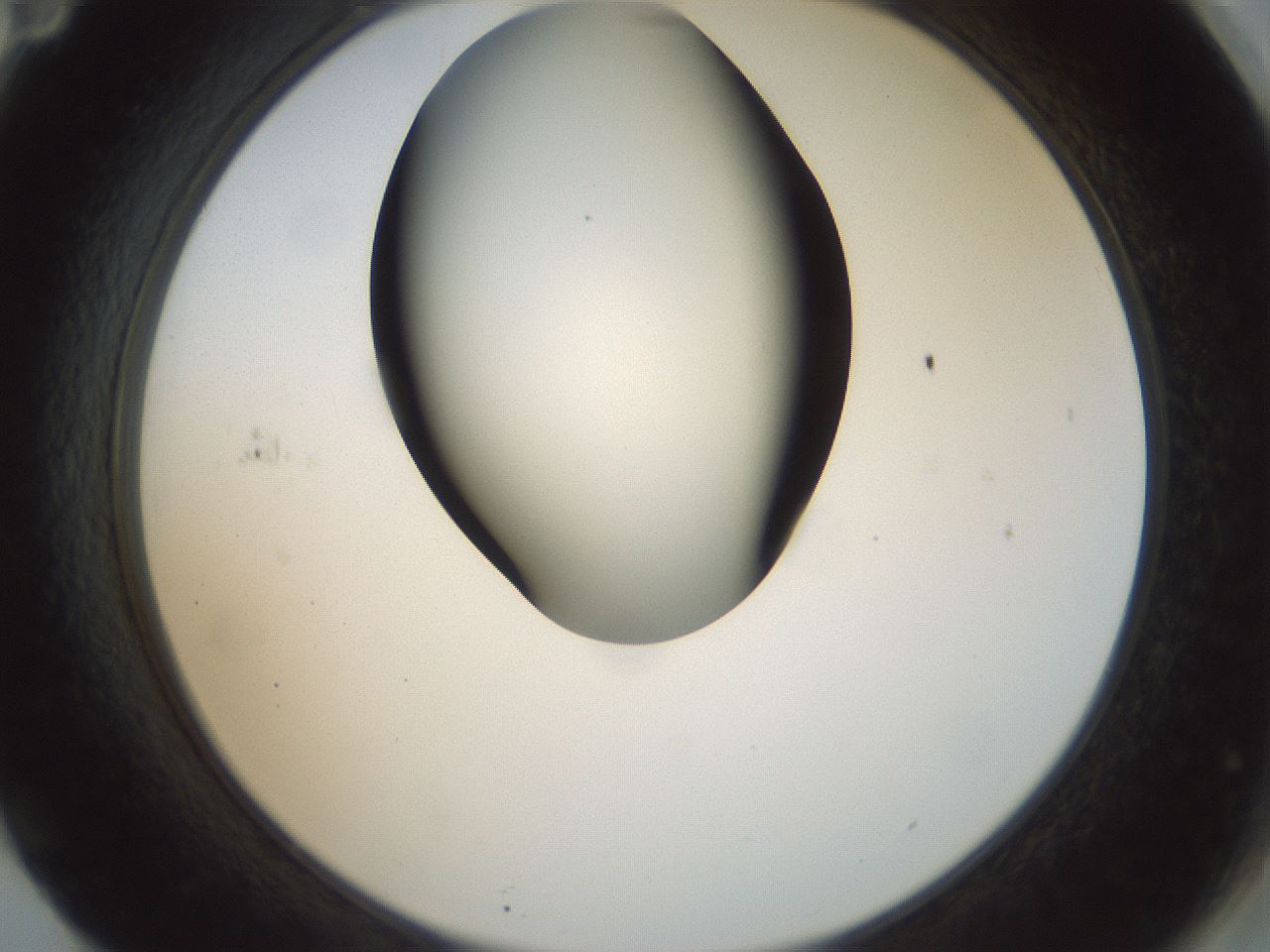 folderID156_plateID1156_batchID3128_wellNum71_profileID1_d2_r63724_ef.jpg
