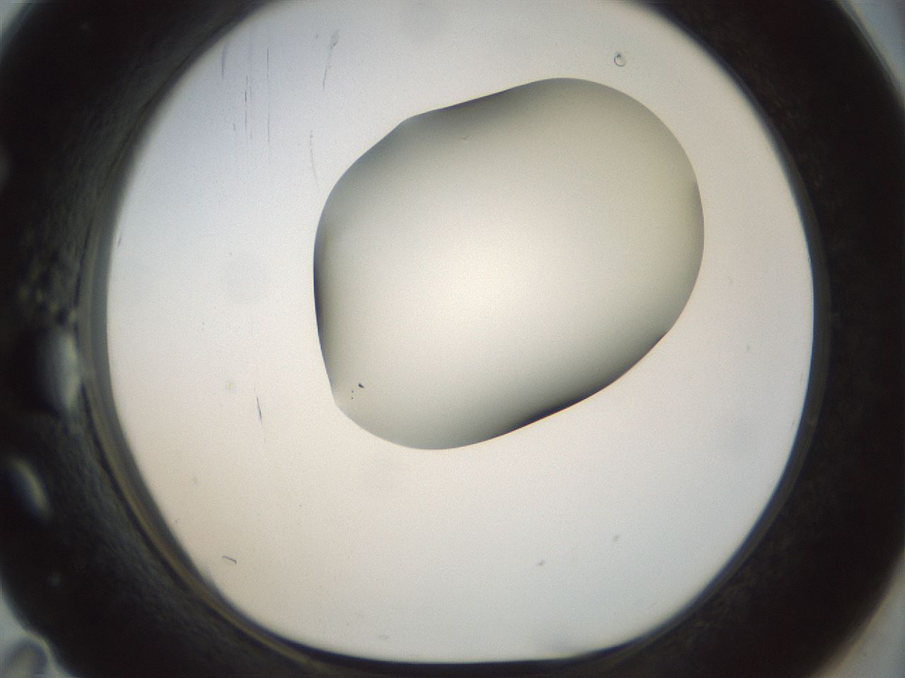 folderID156_plateID1156_batchID3128_wellNum71_profileID1_d1_r63723_ef.jpg