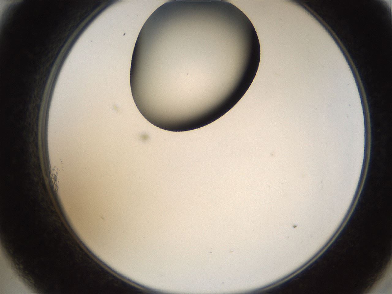 folderID157_plateID1157_batchID3210_wellNum11_profileID1_d2_r63412_ef.jpg
