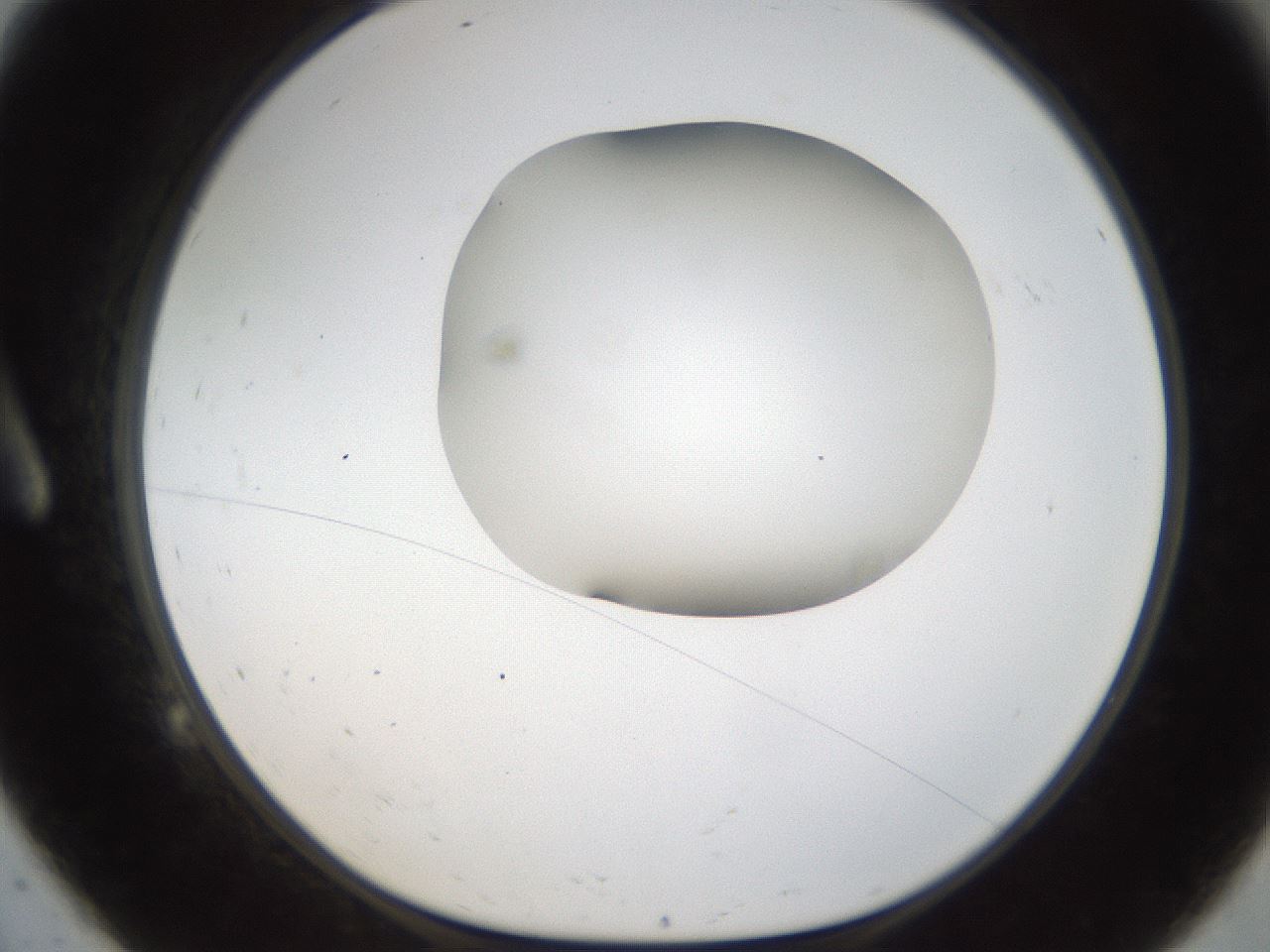 folderID157_plateID1157_batchID3210_wellNum9_profileID1_d1_r63407_ef.jpg