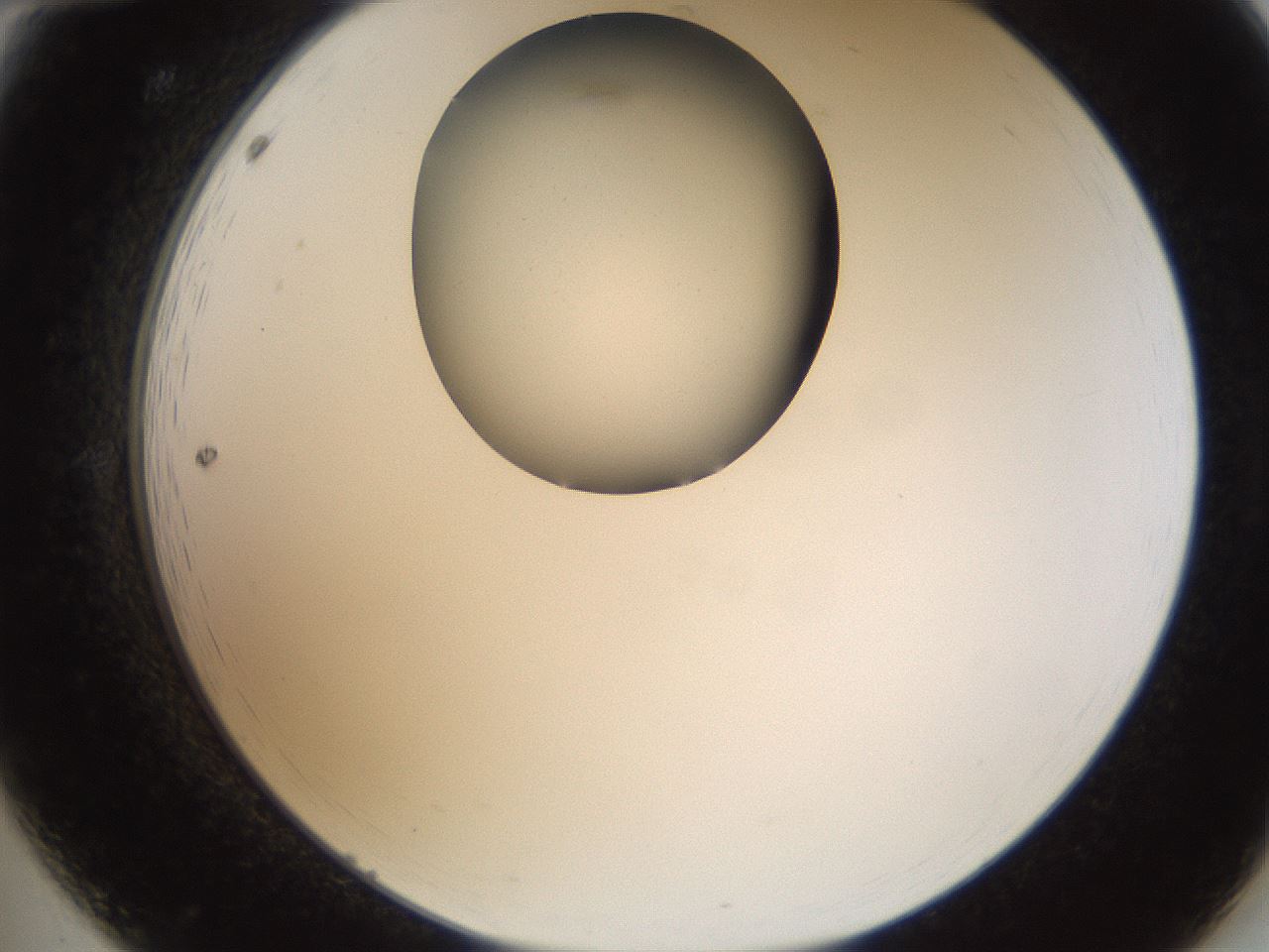 folderID157_plateID1157_batchID3210_wellNum12_profileID1_d2_r63414_ef.jpg