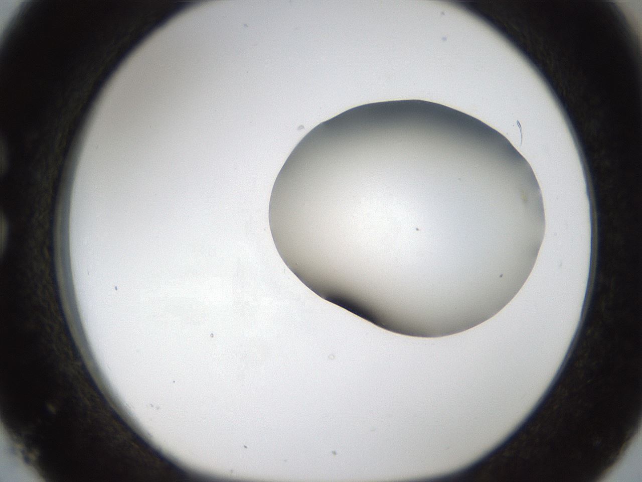 folderID157_plateID1157_batchID3210_wellNum26_profileID1_d1_r63441_ef.jpg