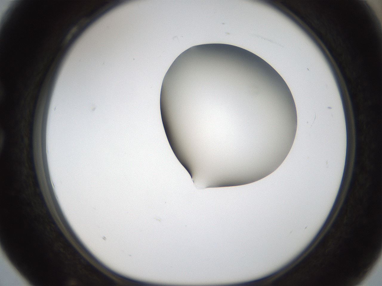 folderID157_plateID1157_batchID3210_wellNum28_profileID1_d1_r63445_ef.jpg