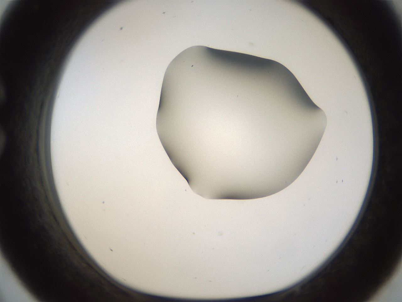 folderID157_plateID1157_batchID3210_wellNum33_profileID1_d1_r63455_ef.jpg
