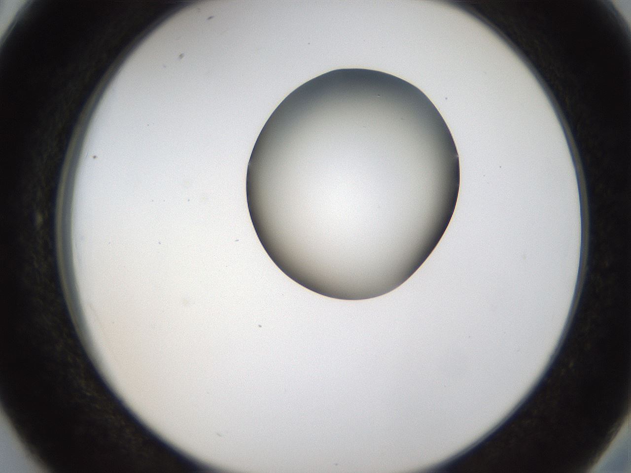 folderID157_plateID1157_batchID3210_wellNum38_profileID1_d2_r63466_ef.jpg