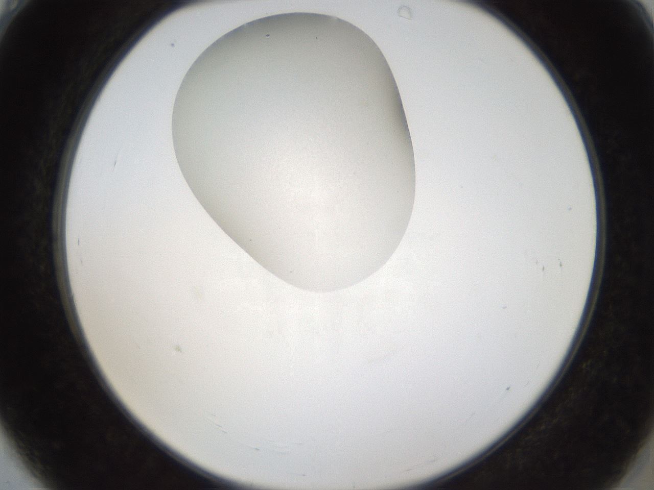 folderID157_plateID1157_batchID3210_wellNum4_profileID1_d2_r63398_ef.jpg