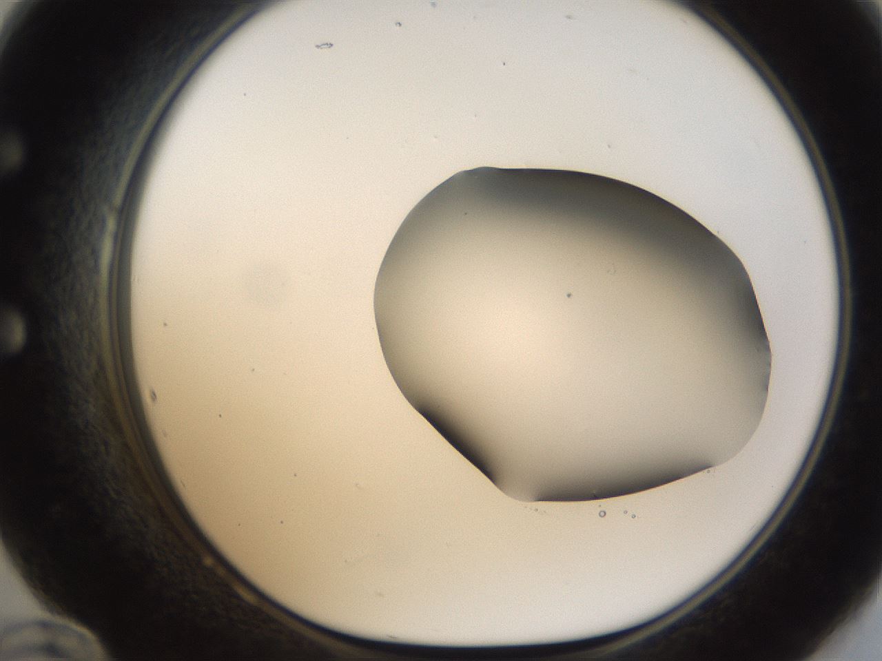folderID157_plateID1157_batchID3210_wellNum60_profileID1_d1_r63509_ef.jpg