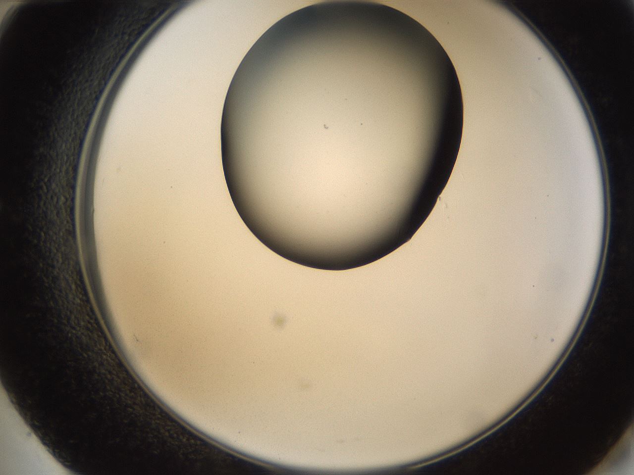 folderID157_plateID1157_batchID3210_wellNum60_profileID1_d2_r63510_ef.jpg