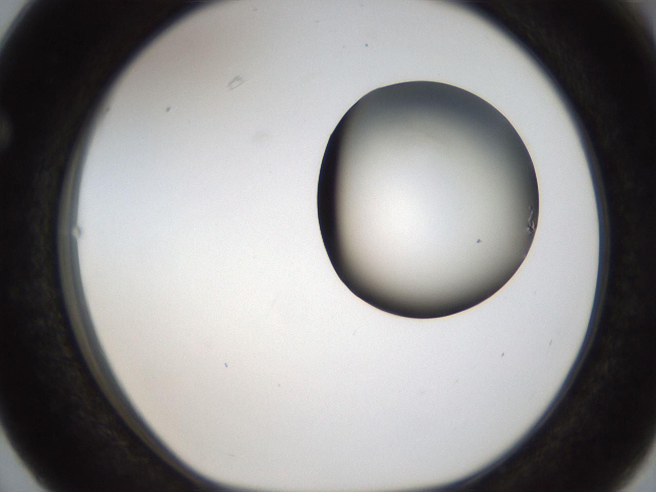 folderID157_plateID1157_batchID3210_wellNum63_profileID1_d1_r63515_ef.jpg