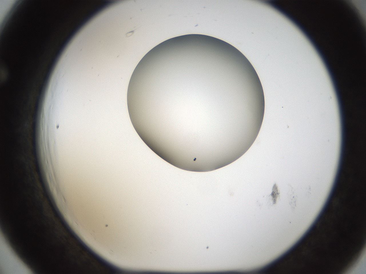 folderID157_plateID1157_batchID3210_wellNum66_profileID1_d1_r63521_ef.jpg