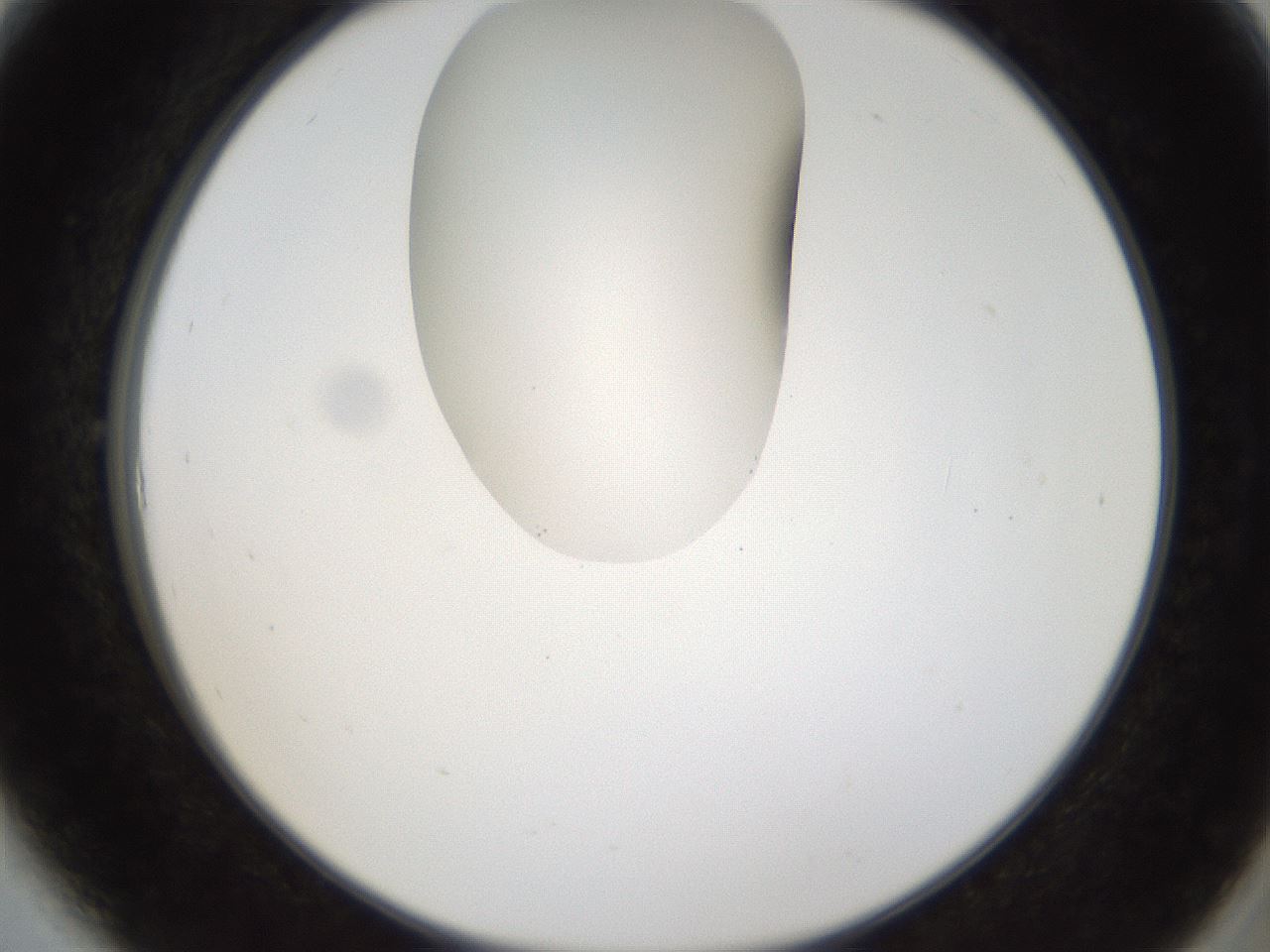 folderID157_plateID1157_batchID3210_wellNum6_profileID1_d2_r63402_ef.jpg