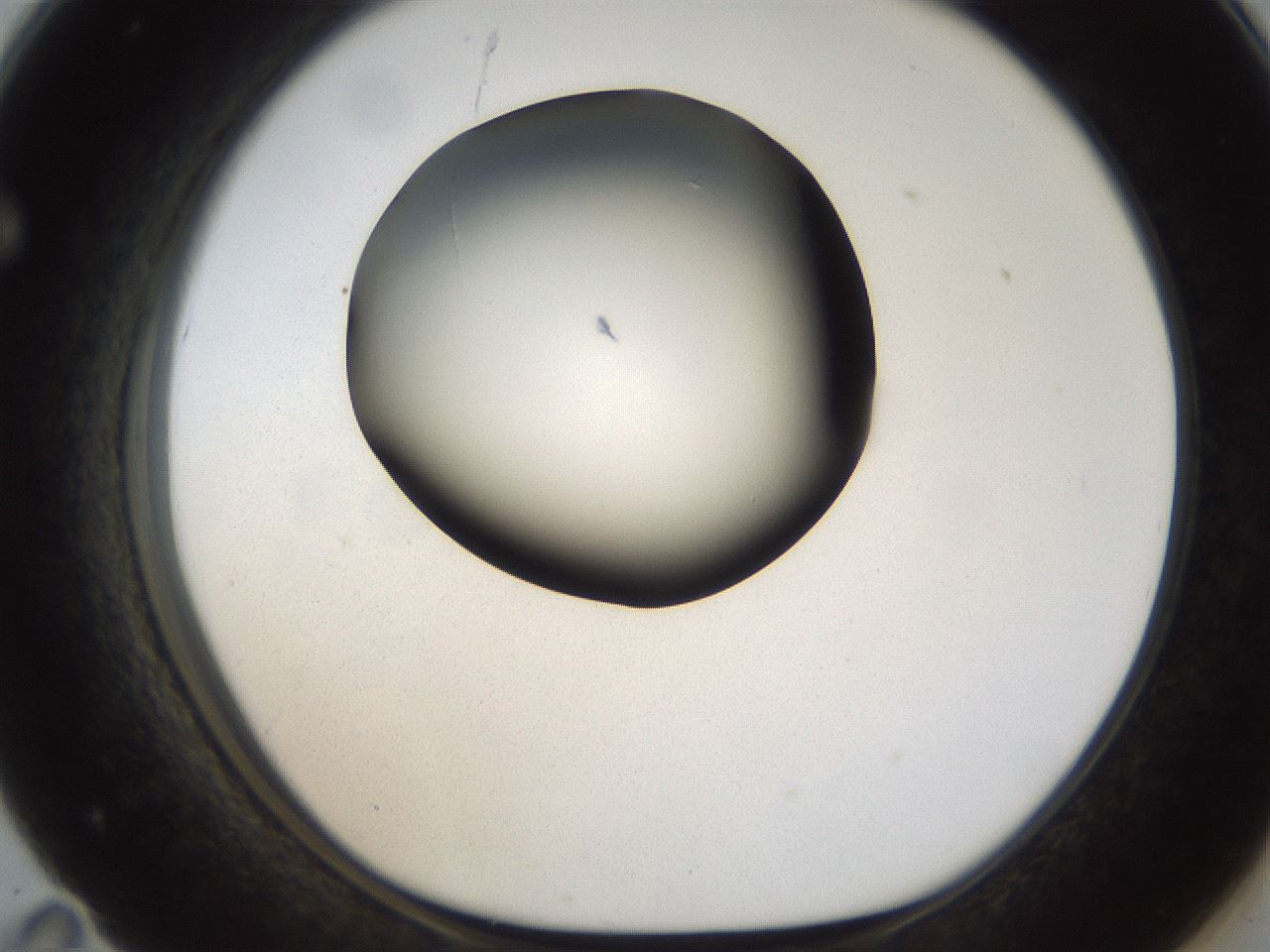 folderID157_plateID1157_batchID3210_wellNum71_profileID1_d1_r63531_ef.jpg
