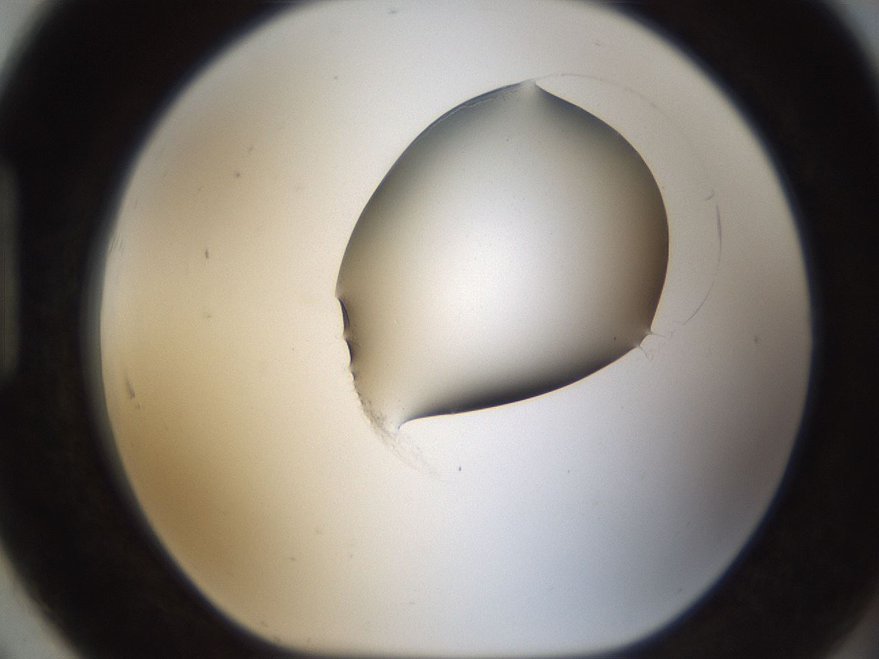 folderID157_plateID1157_batchID3210_wellNum91_profileID1_d1_r63571_ef.jpg