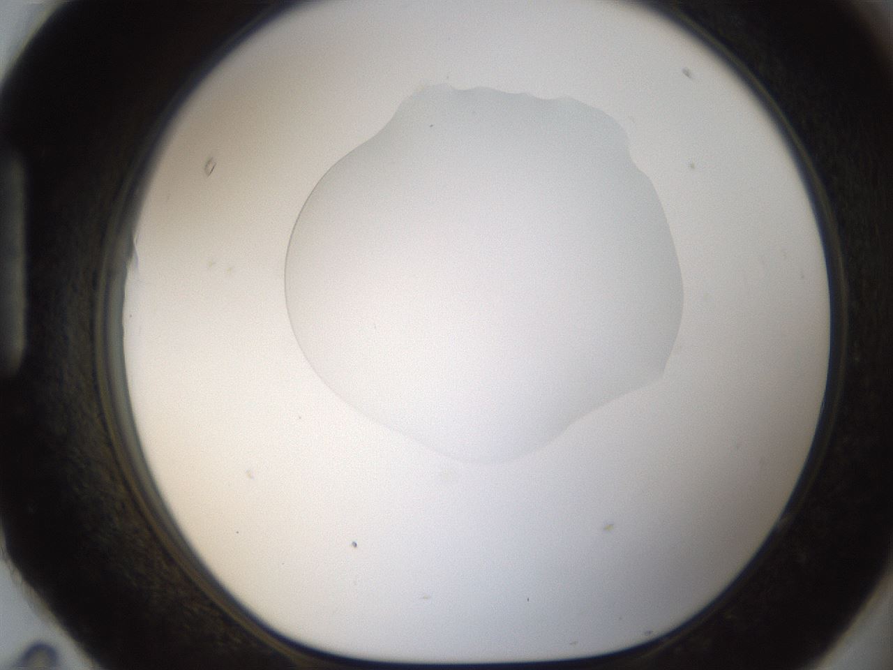 folderID157_plateID1157_batchID3210_wellNum95_profileID1_d1_r63579_ef.jpg