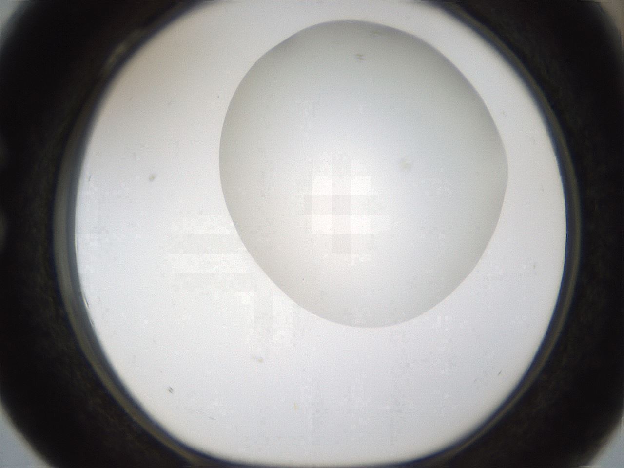 folderID158_plateID1158_batchID3207_wellNum28_profileID1_d1_r62869_ef.jpg