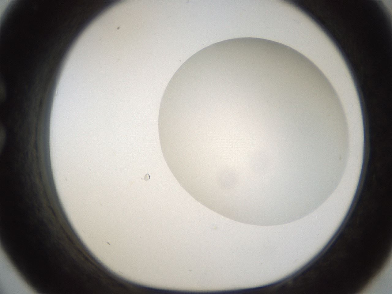 folderID158_plateID1158_batchID3207_wellNum33_profileID1_d1_r62879_ef.jpg