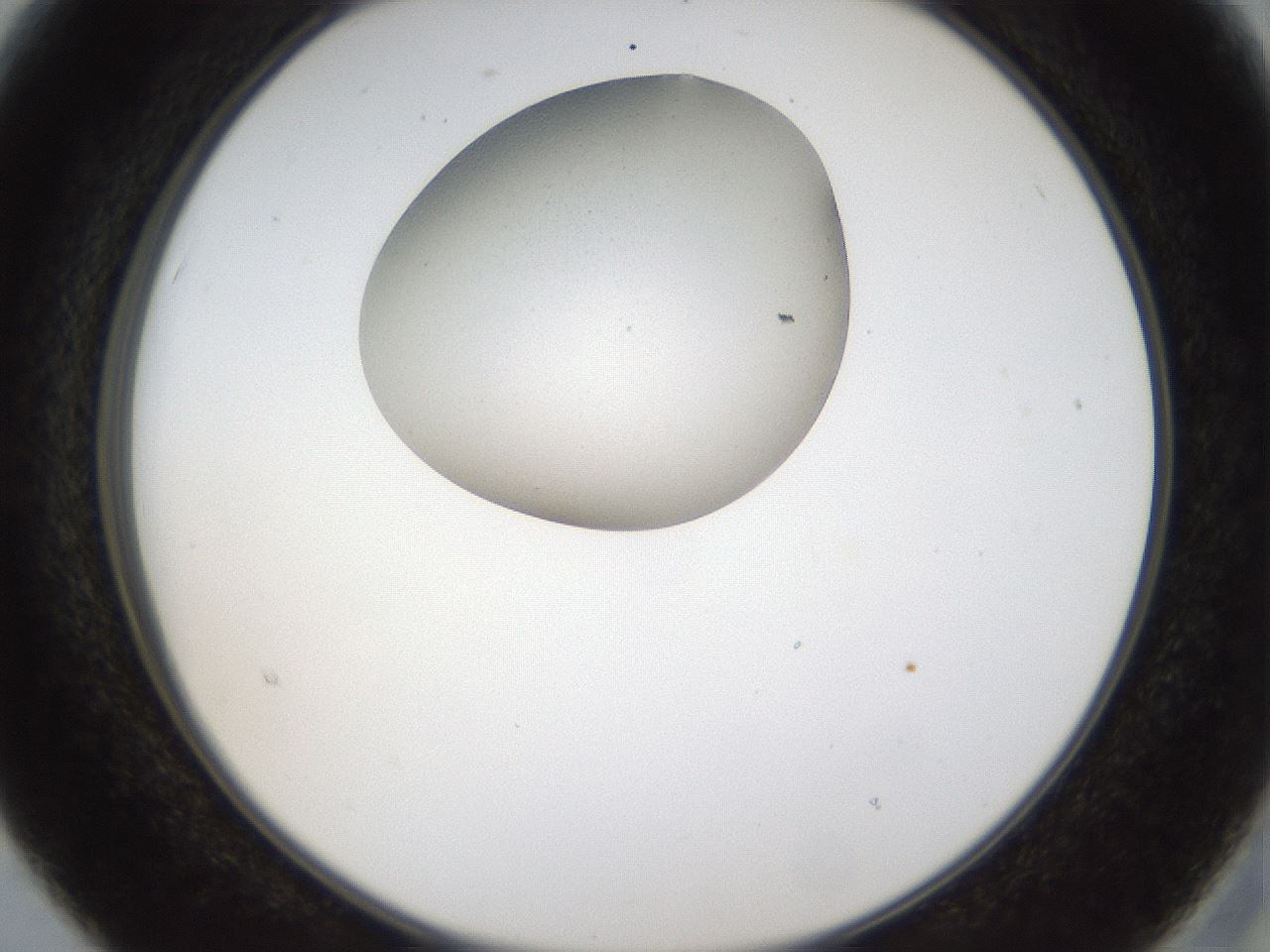 folderID159_plateID1159_batchID3197_wellNum15_profileID1_d2_r61884_ef.jpg