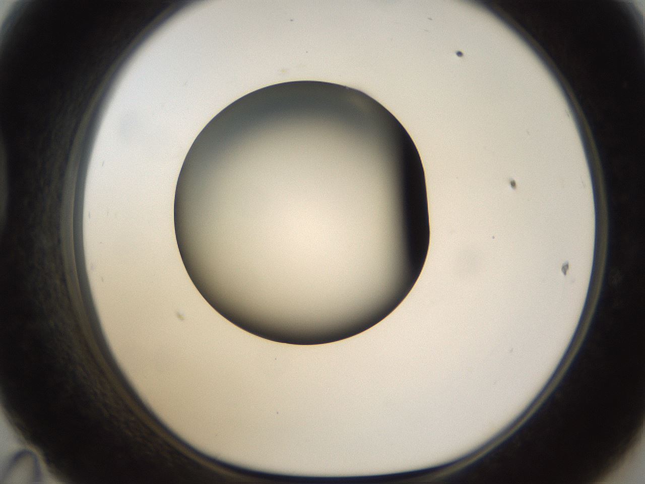 folderID158_plateID1158_batchID3207_wellNum47_profileID1_d1_r62907_ef.jpg