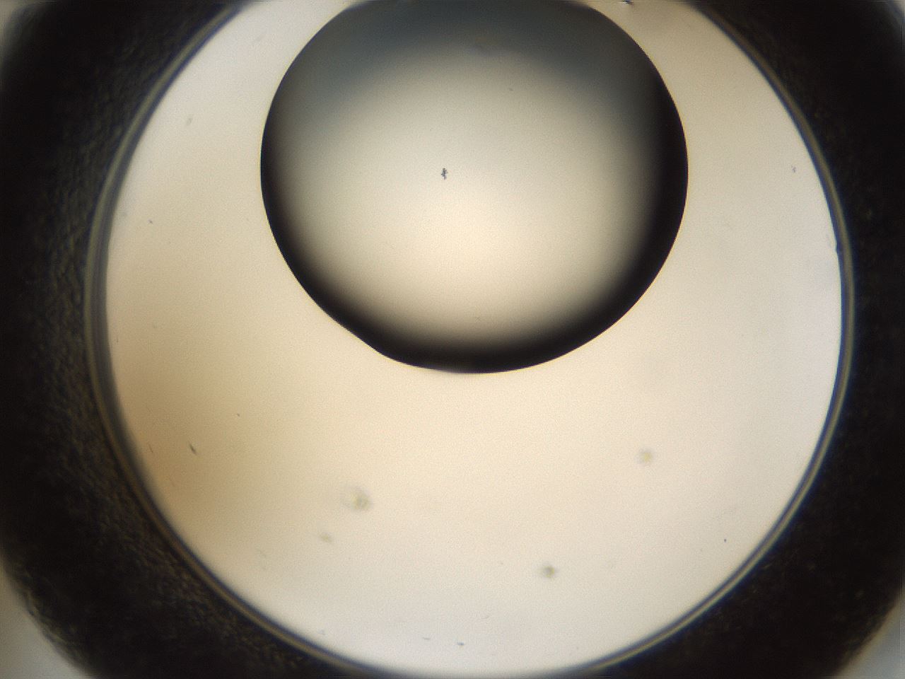folderID158_plateID1158_batchID3207_wellNum47_profileID1_d2_r62908_ef.jpg