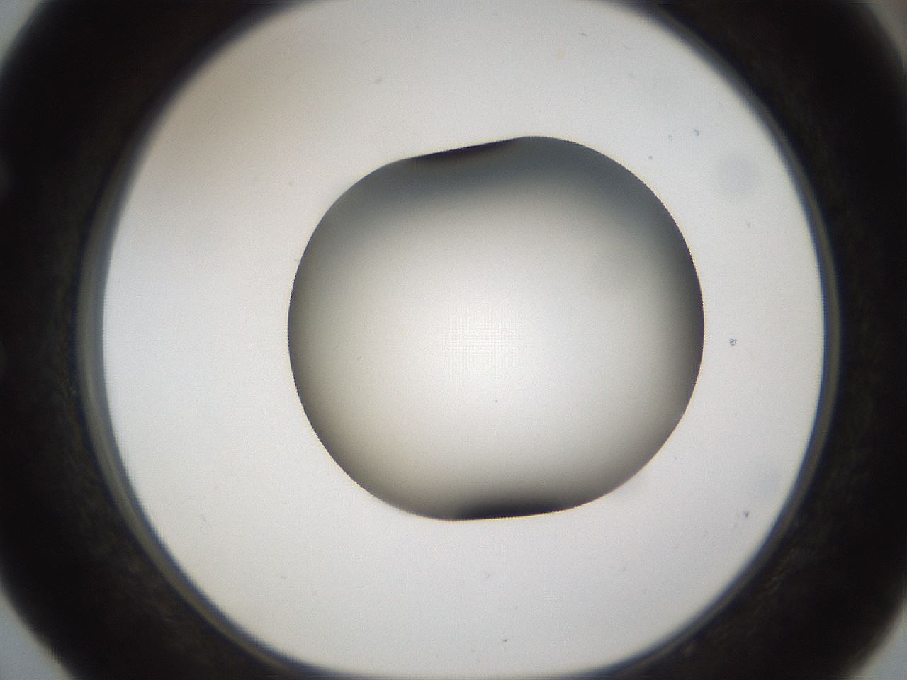 folderID158_plateID1158_batchID3207_wellNum52_profileID1_d1_r62917_ef.jpg