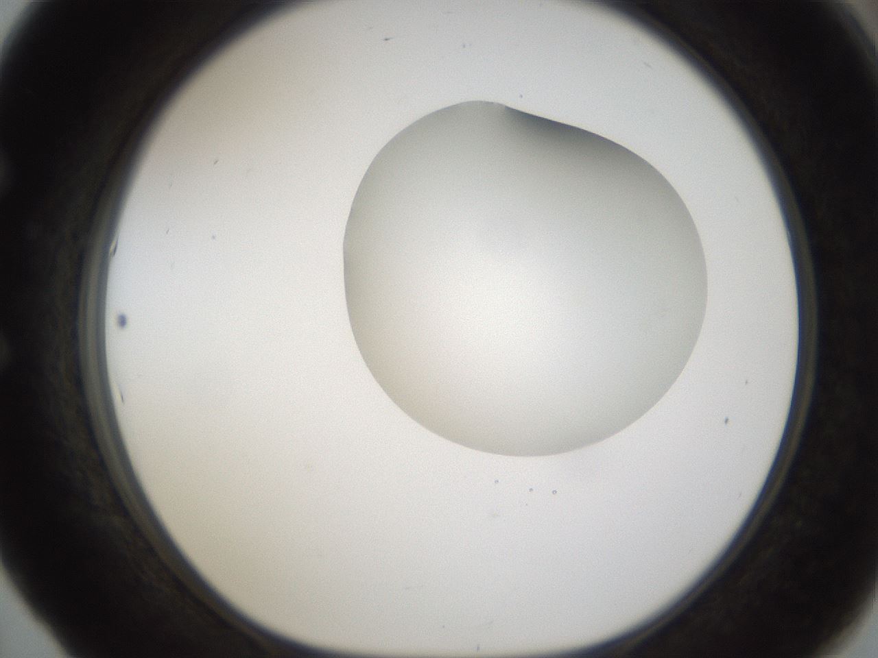 folderID158_plateID1158_batchID3207_wellNum53_profileID1_d1_r62919_ef.jpg