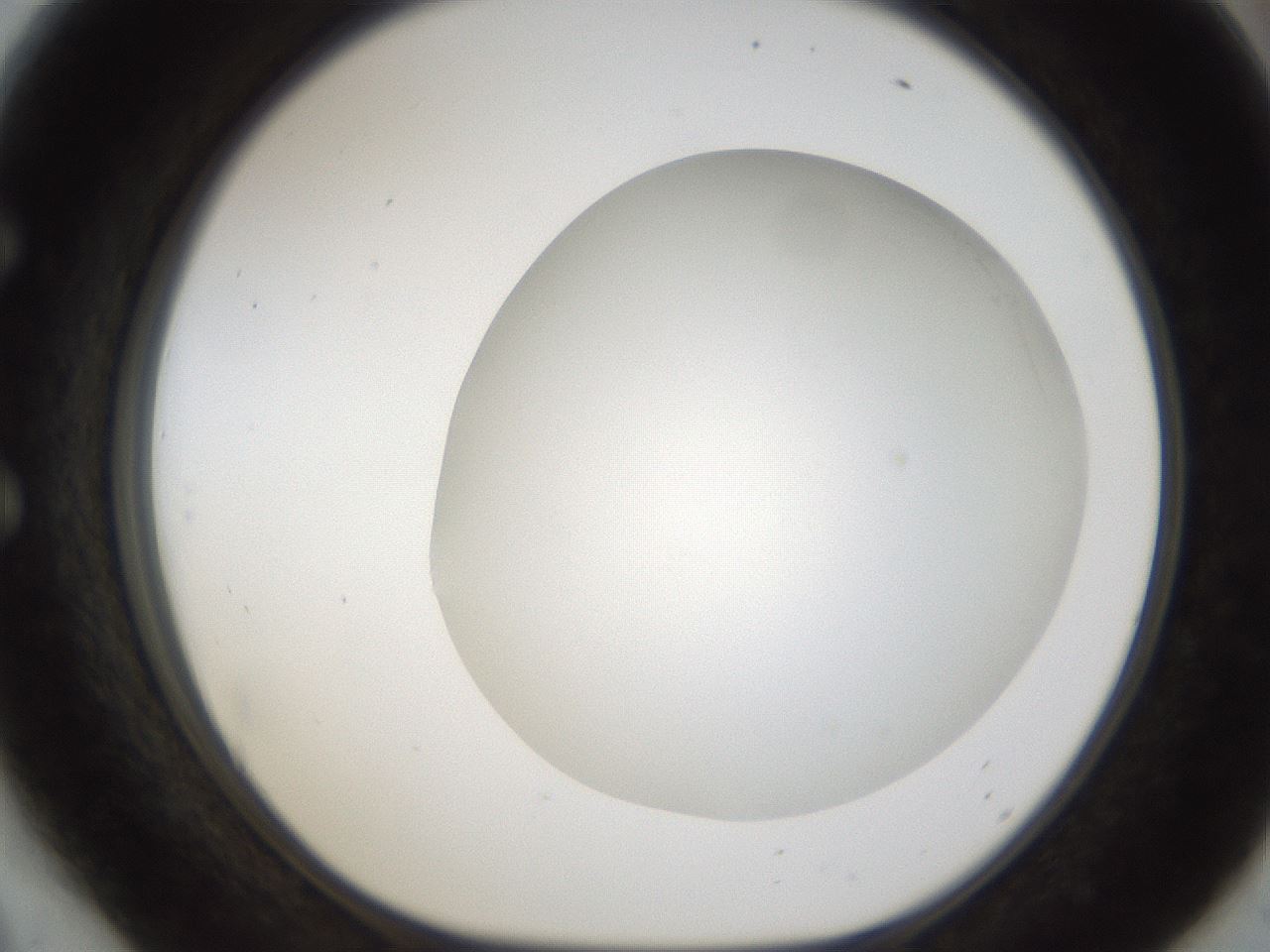 folderID158_plateID1158_batchID3207_wellNum54_profileID1_d1_r62921_ef.jpg