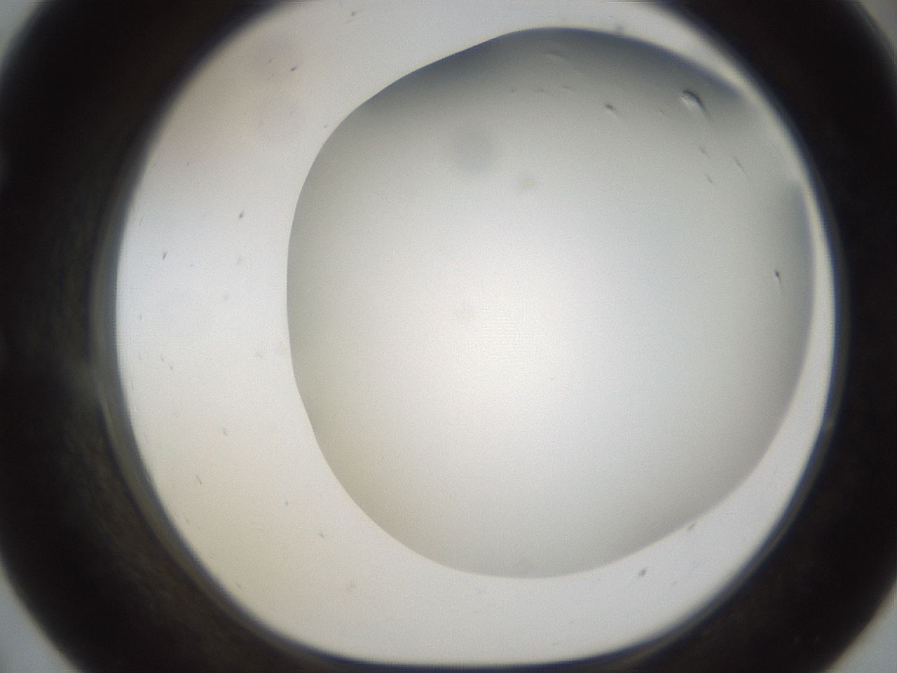 folderID158_plateID1158_batchID3207_wellNum55_profileID1_d1_r62923_ef.jpg