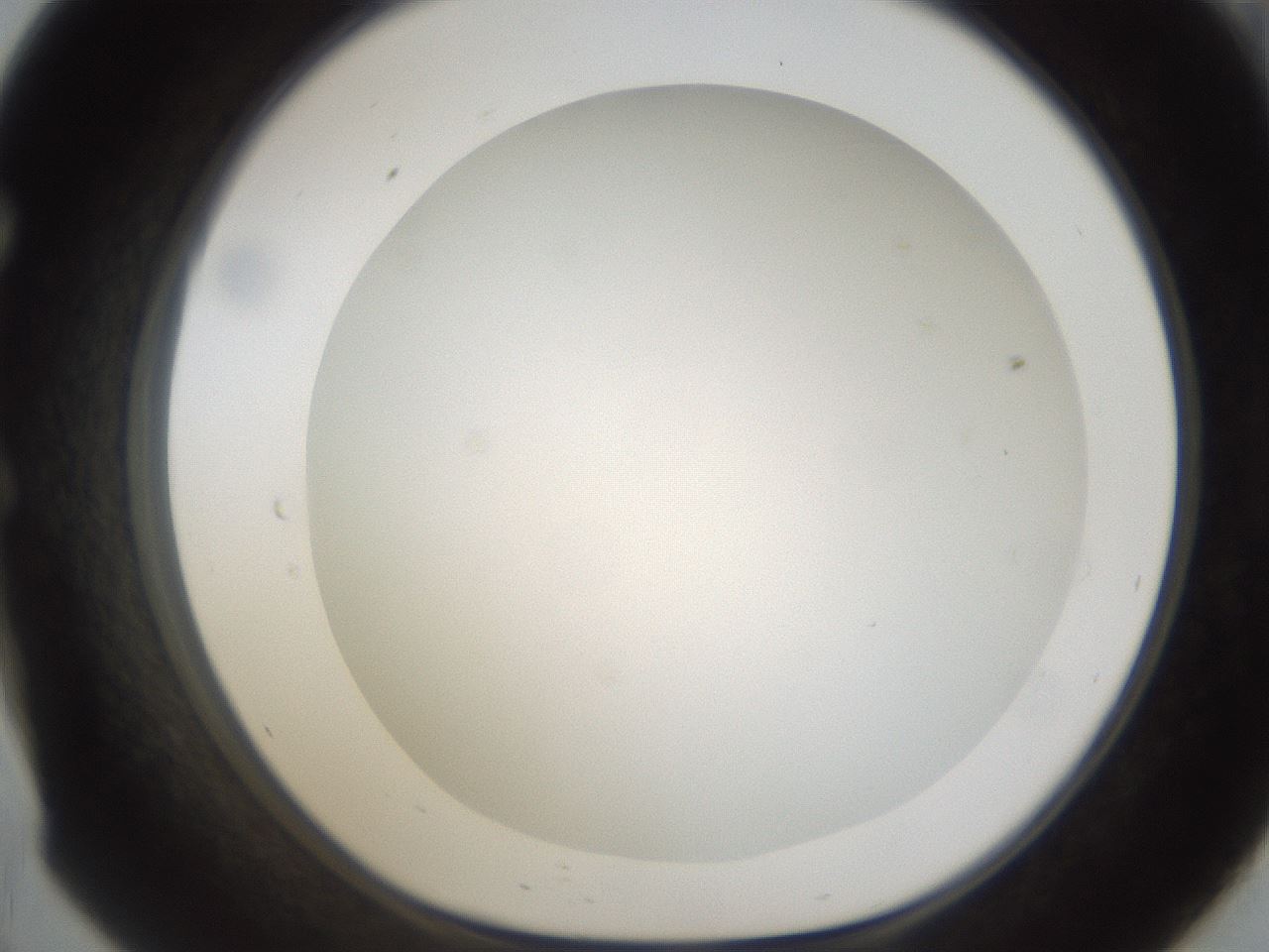 folderID158_plateID1158_batchID3207_wellNum57_profileID1_d1_r62927_ef.jpg