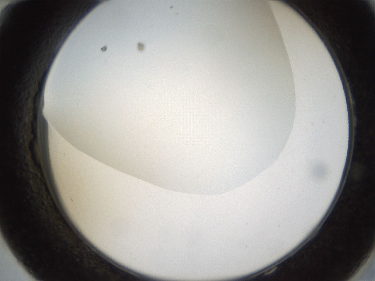 folderID158_plateID1158_batchID3207_wellNum58_profileID1_d2_r62930_ef.jpg