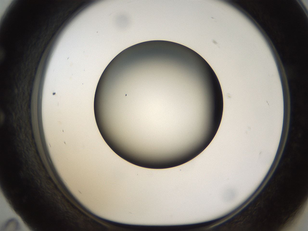 folderID158_plateID1158_batchID3207_wellNum59_profileID1_d1_r62931_ef.jpg