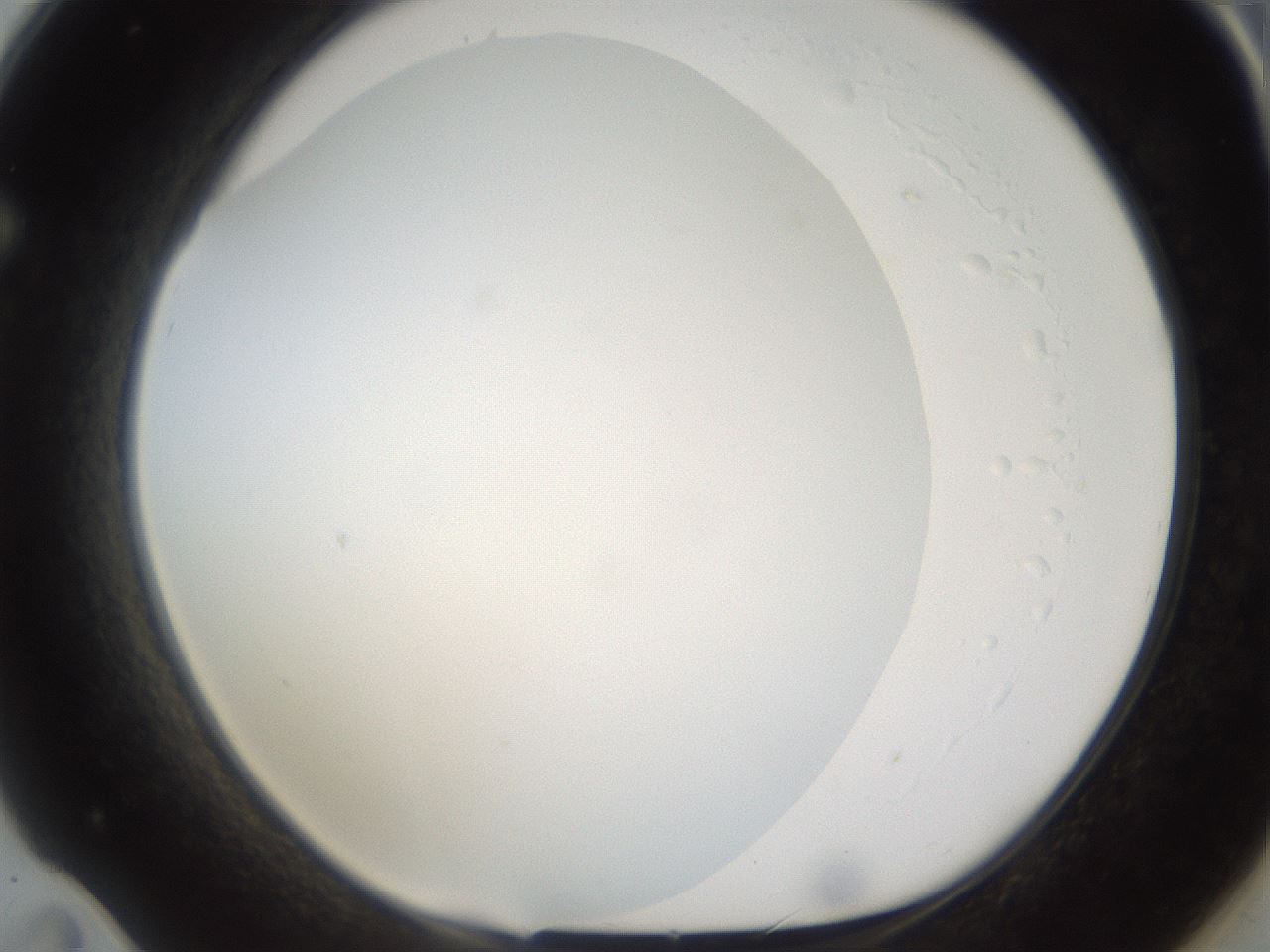 folderID158_plateID1158_batchID3207_wellNum71_profileID1_d1_r62955_ef.jpg
