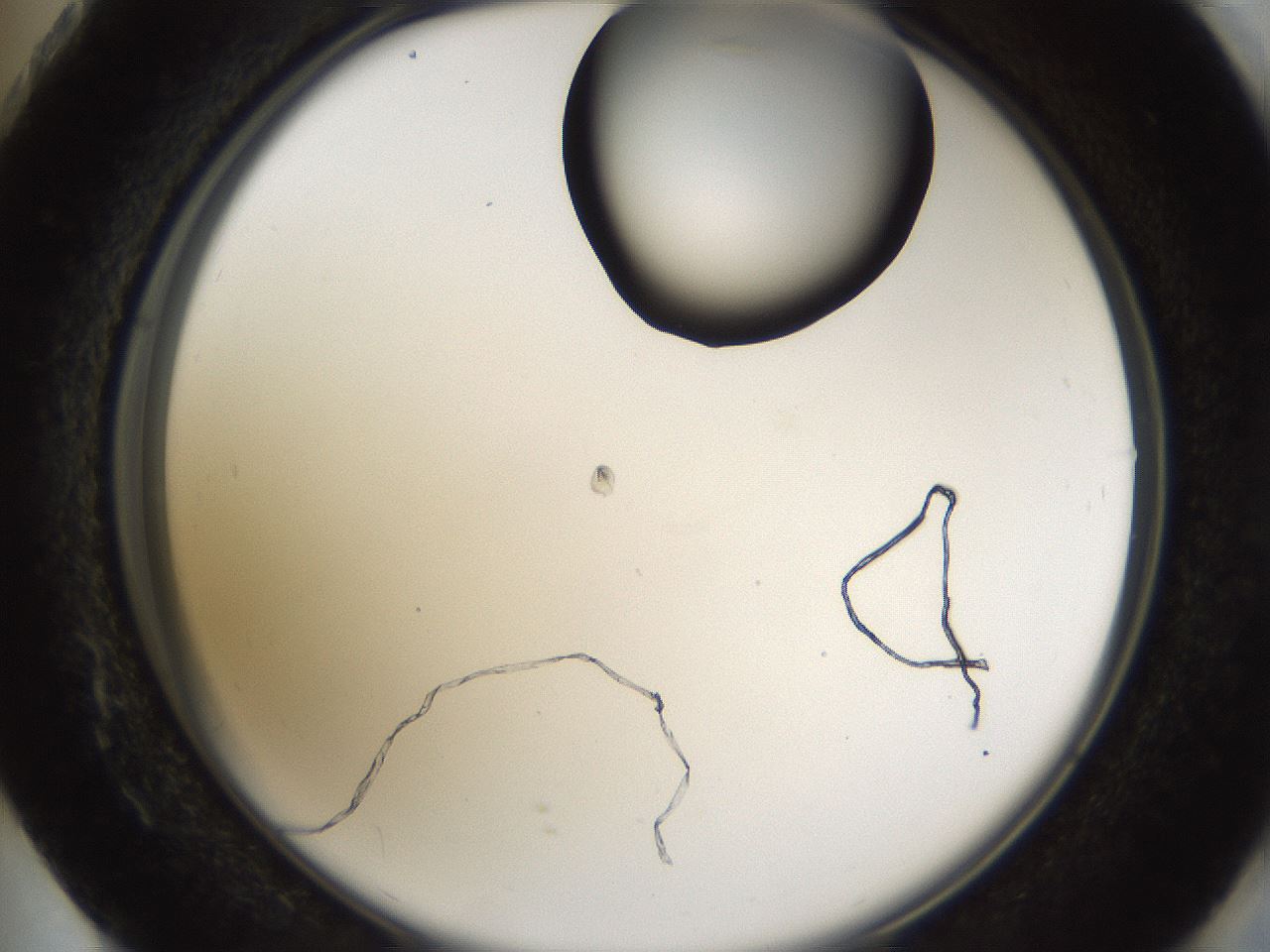 folderID158_plateID1158_batchID3207_wellNum73_profileID1_d2_r62960_ef.jpg