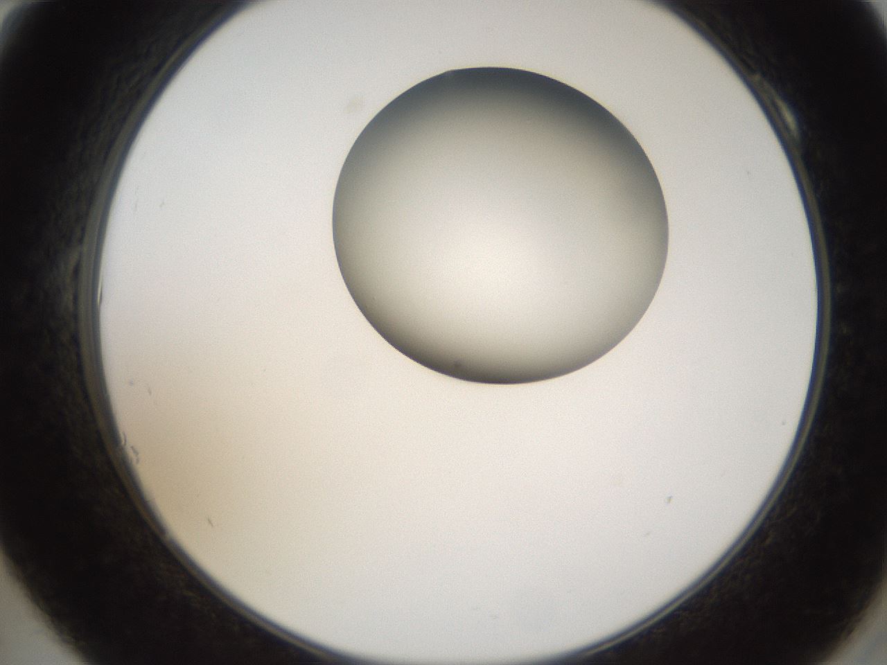 folderID159_plateID1159_batchID3197_wellNum10_profileID1_d2_r61874_ef.jpg