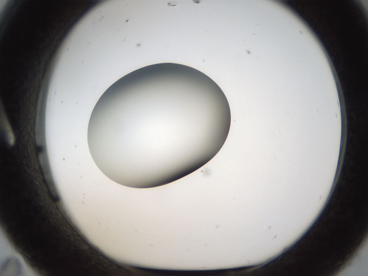 folderID159_plateID1159_batchID3197_wellNum11_profileID1_d1_r61875_ef.jpg