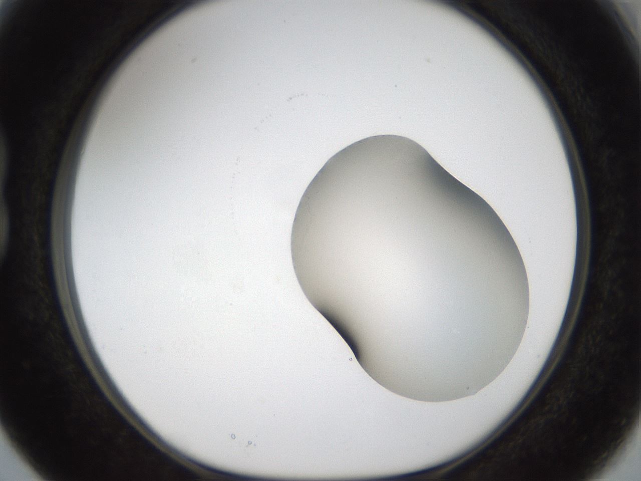 folderID159_plateID1159_batchID3197_wellNum15_profileID1_d1_r61883_ef.jpg