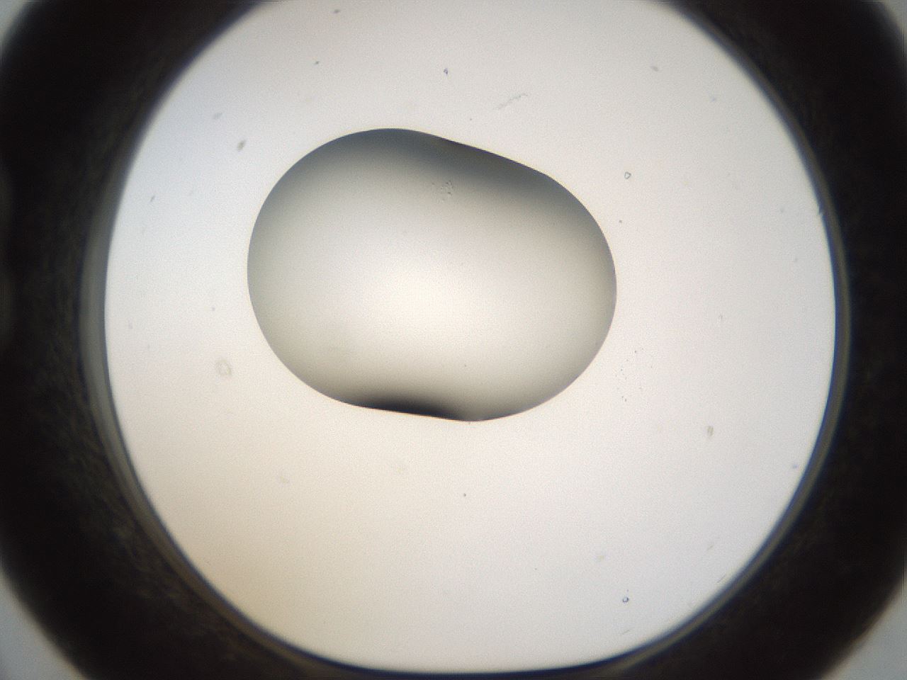 folderID159_plateID1159_batchID3197_wellNum21_profileID1_d1_r61895_ef.jpg