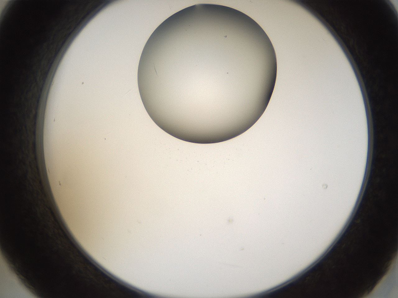 folderID159_plateID1159_batchID3197_wellNum21_profileID1_d2_r61896_ef.jpg