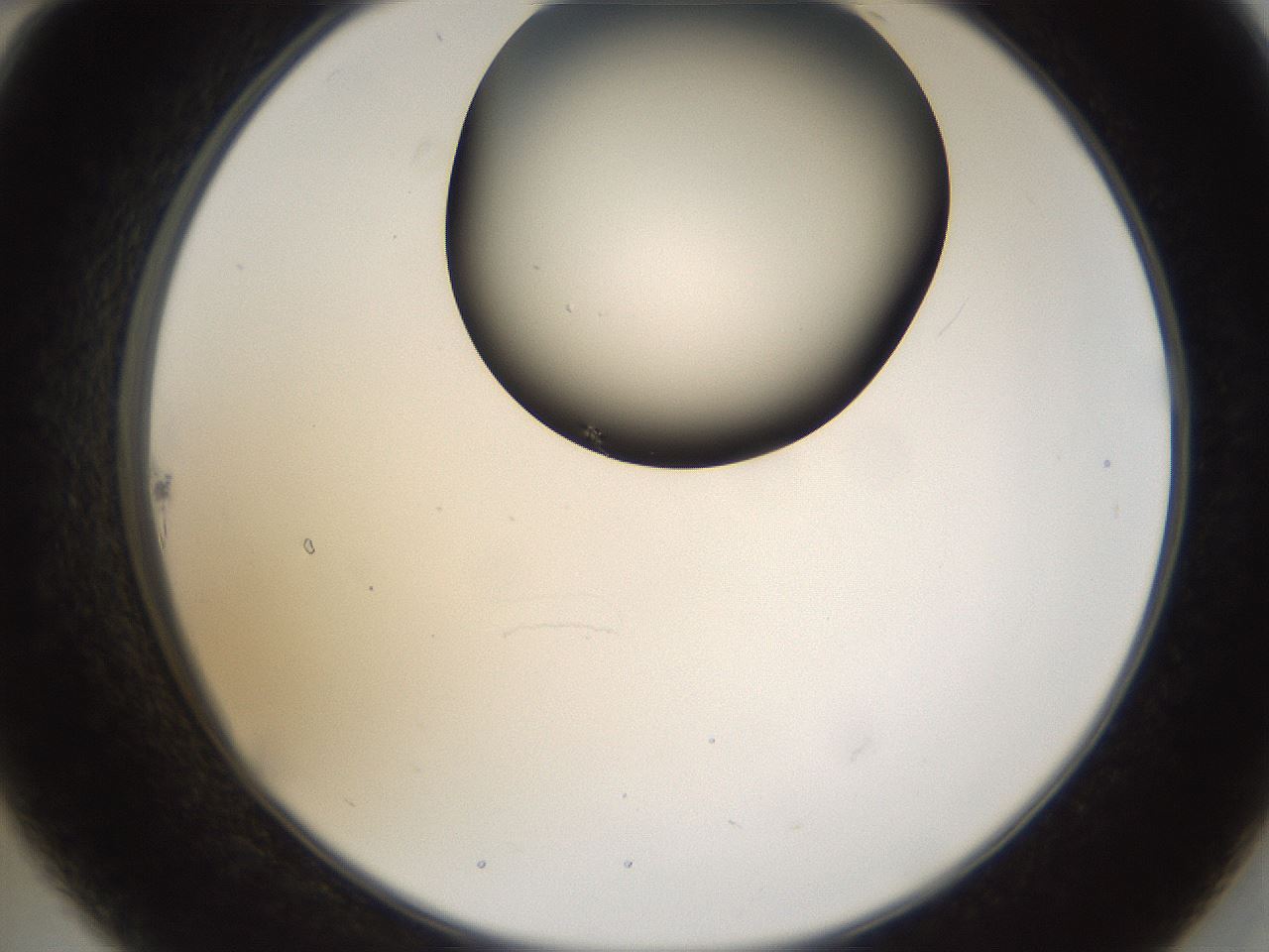 folderID159_plateID1159_batchID3197_wellNum22_profileID1_d2_r61898_ef.jpg