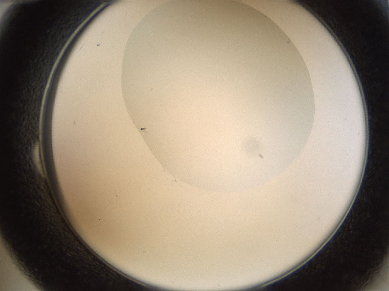 folderID159_plateID1159_batchID3197_wellNum24_profileID1_d2_r61902_ef.jpg