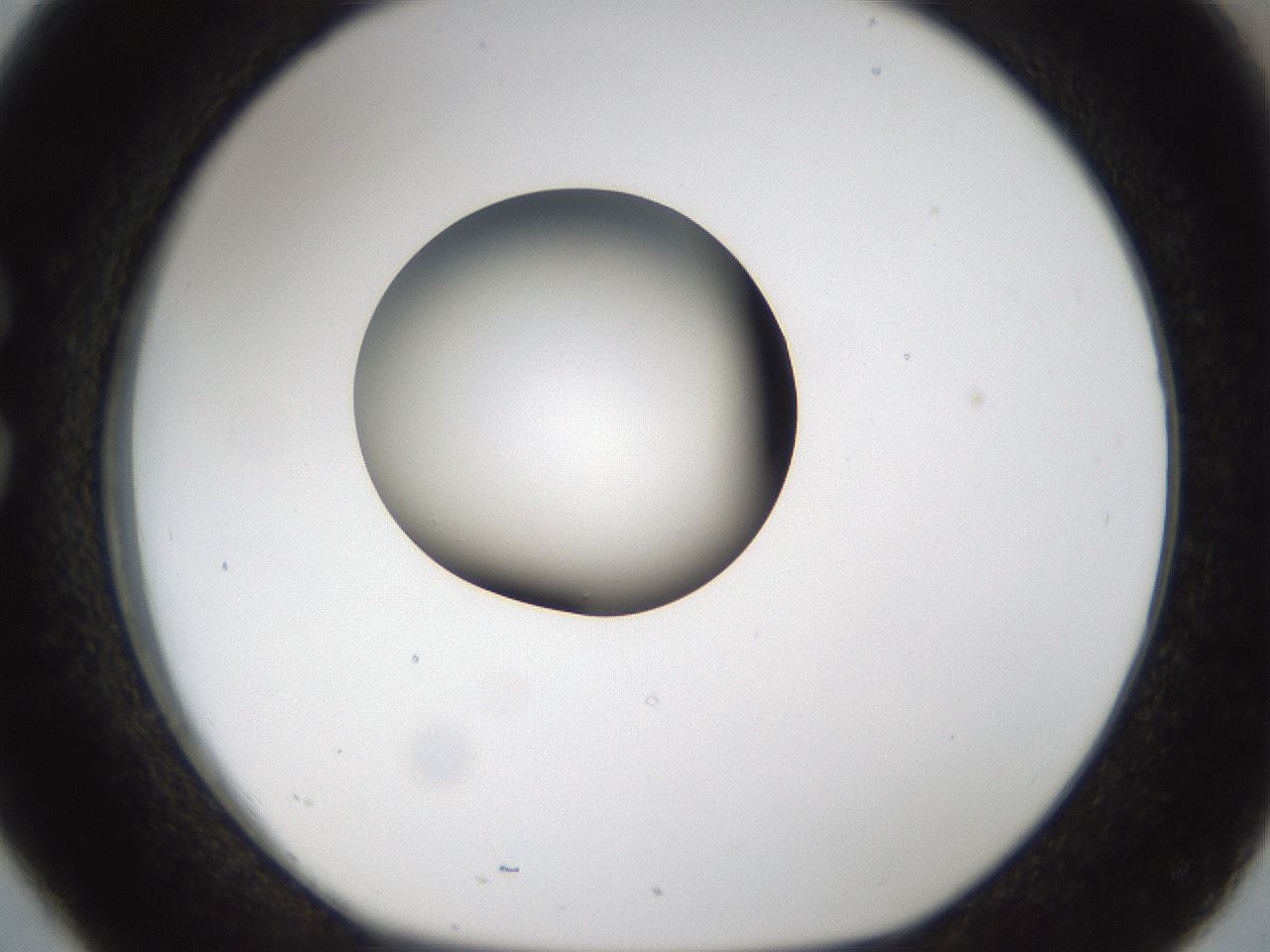 folderID159_plateID1159_batchID3197_wellNum26_profileID1_d1_r61905_ef.jpg