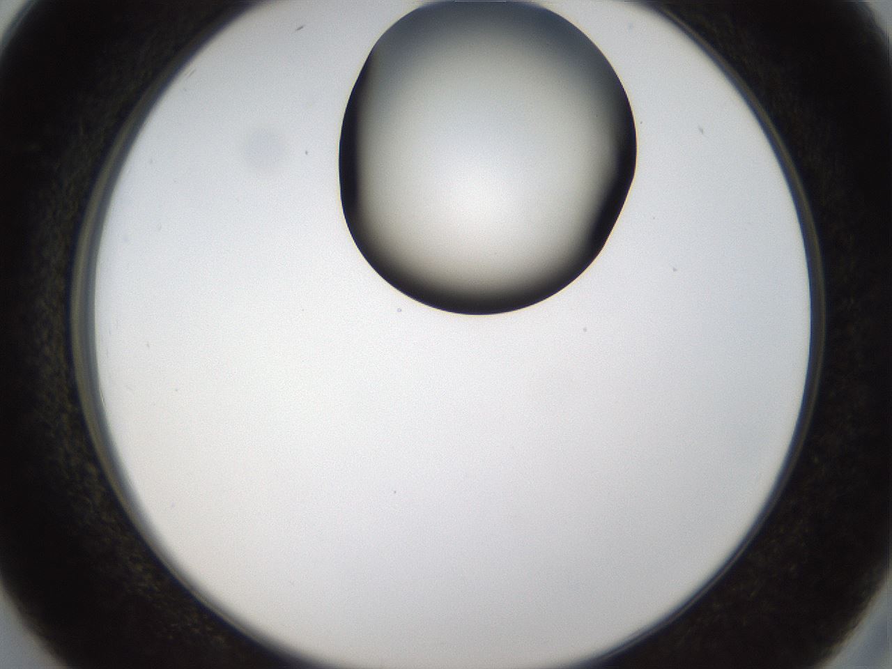 folderID159_plateID1159_batchID3197_wellNum26_profileID1_d2_r61906_ef.jpg