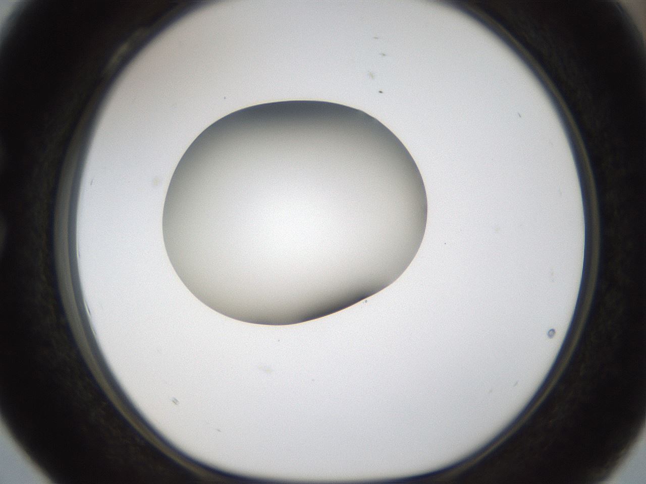 folderID159_plateID1159_batchID3197_wellNum28_profileID1_d1_r61909_ef.jpg