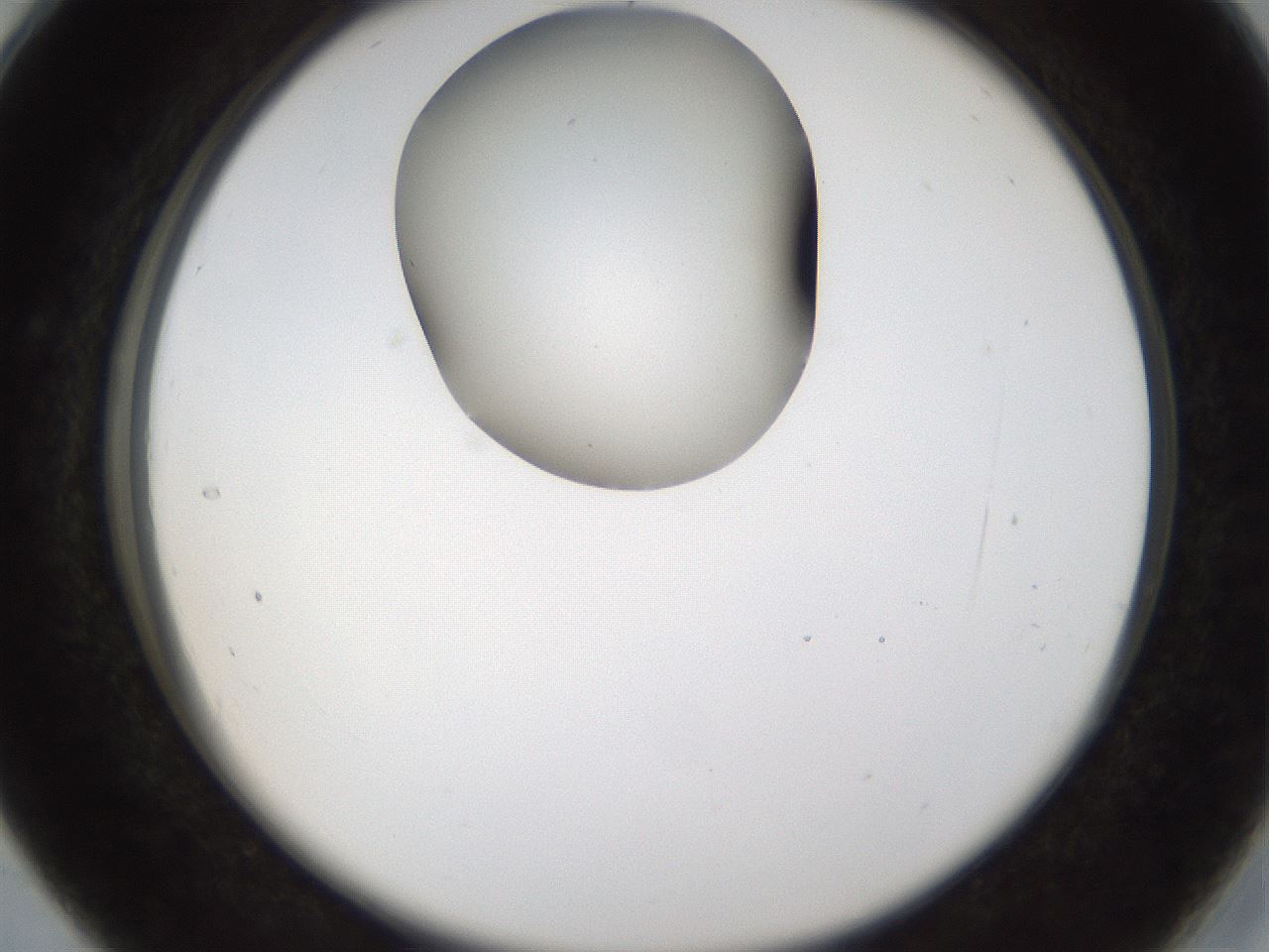 folderID159_plateID1159_batchID3197_wellNum28_profileID1_d2_r61910_ef.jpg