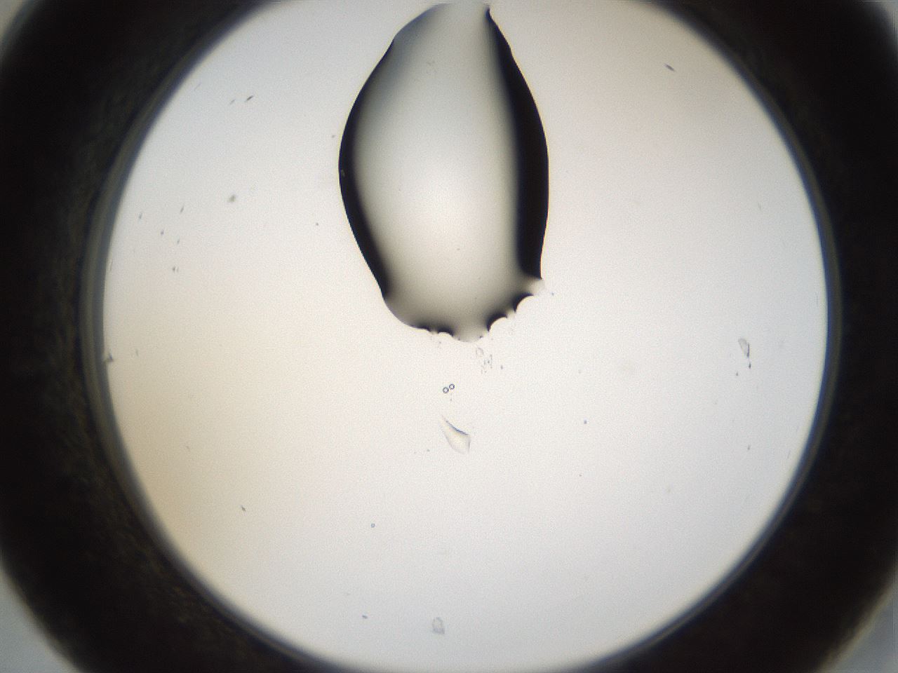 folderID159_plateID1159_batchID3197_wellNum31_profileID1_d2_r61916_ef.jpg