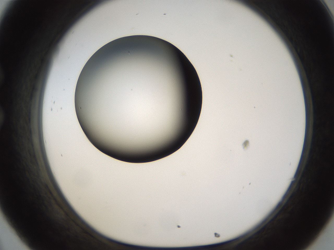 folderID159_plateID1159_batchID3197_wellNum32_profileID1_d1_r61917_ef.jpg