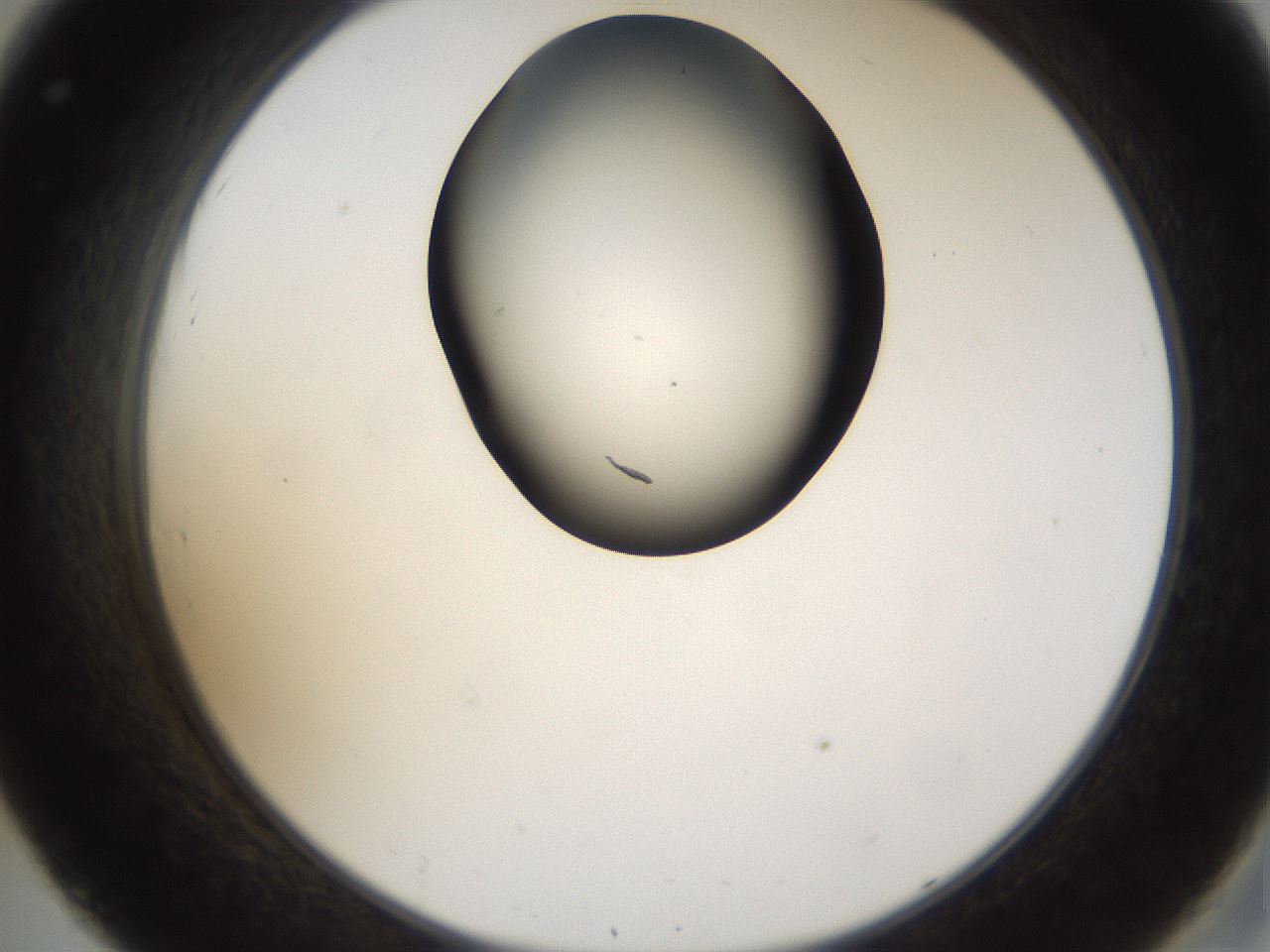 folderID159_plateID1159_batchID3197_wellNum32_profileID1_d2_r61918_ef.jpg