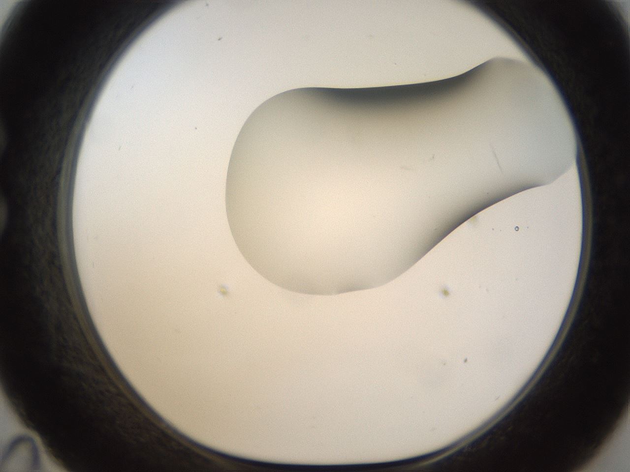 folderID159_plateID1159_batchID3197_wellNum35_profileID1_d1_r61923_ef.jpg