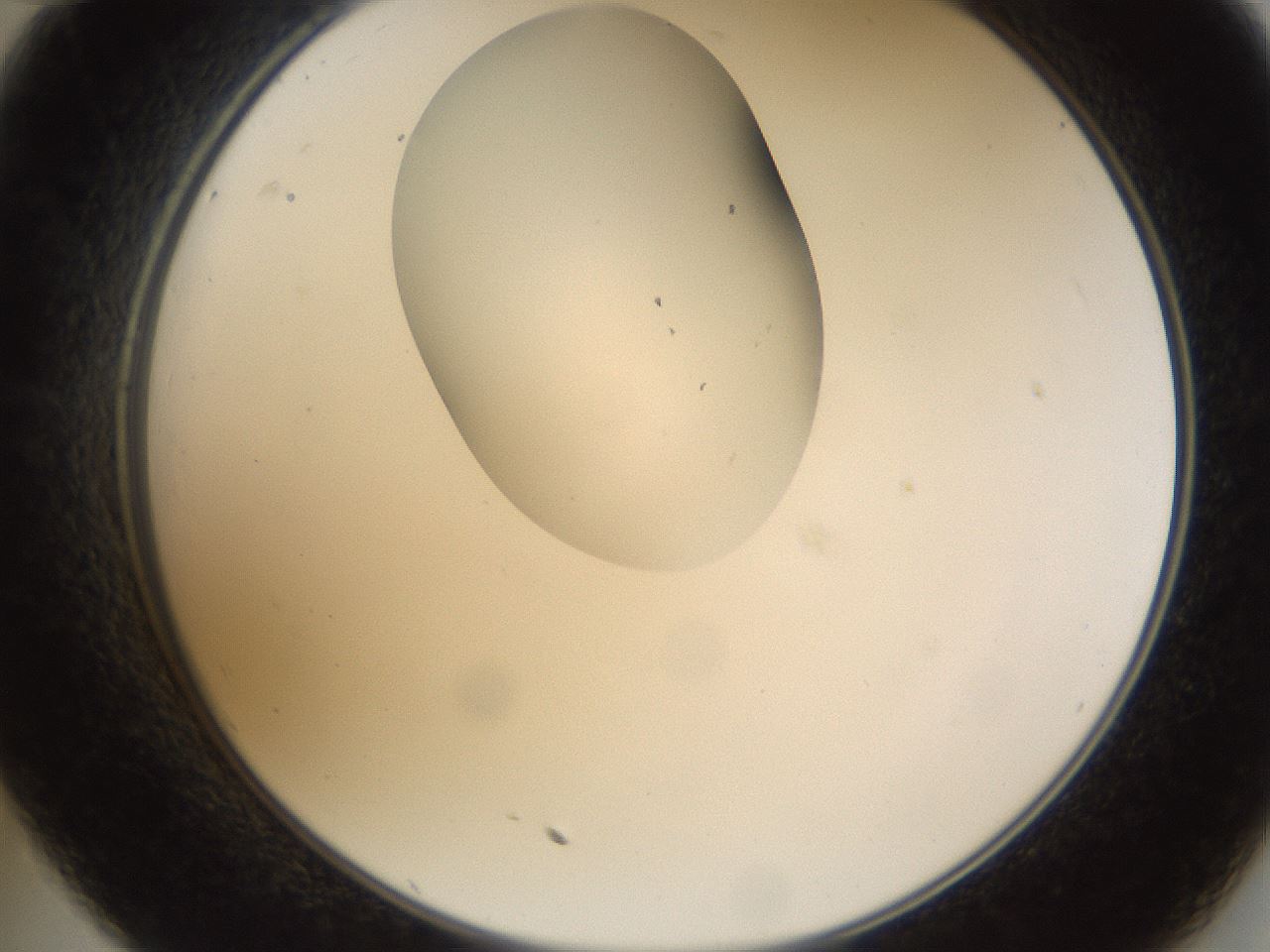 folderID159_plateID1159_batchID3197_wellNum35_profileID1_d2_r61924_ef.jpg