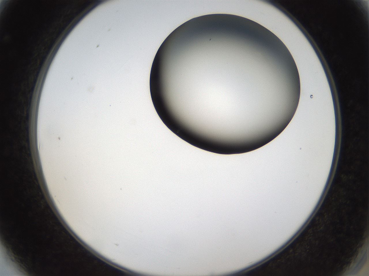 folderID159_plateID1159_batchID3197_wellNum3_profileID1_d2_r61860_ef.jpg